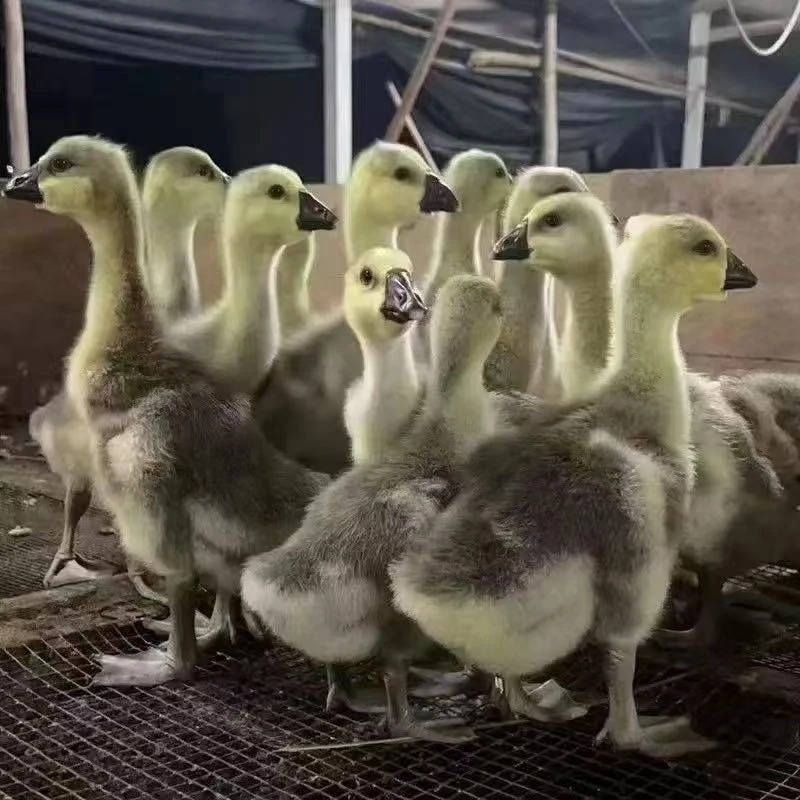 宠物大种灰鹅宠物柯尔鸭