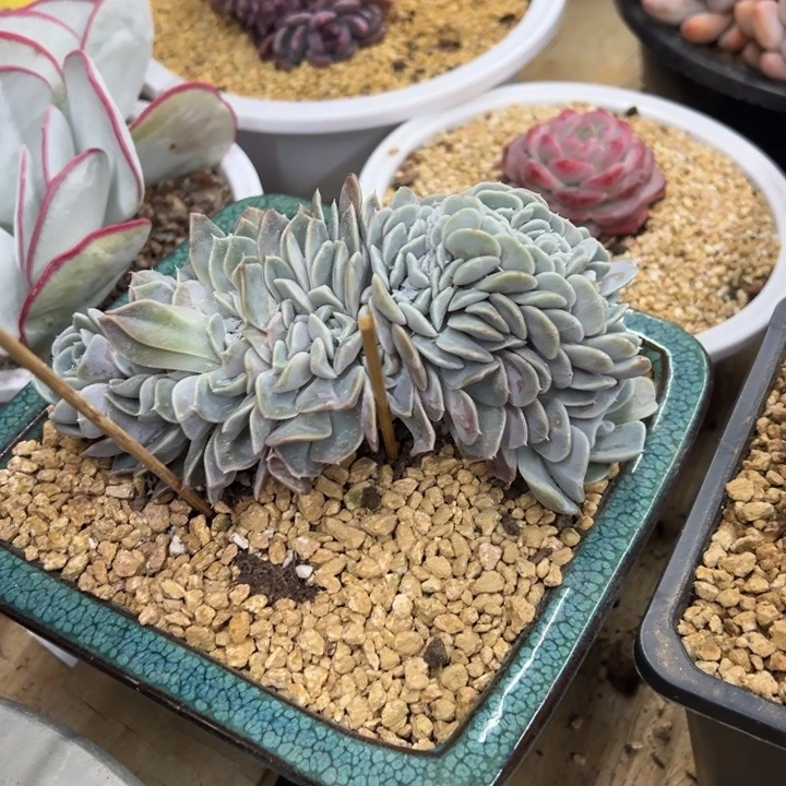 汉堡缀化 夏鸣园艺