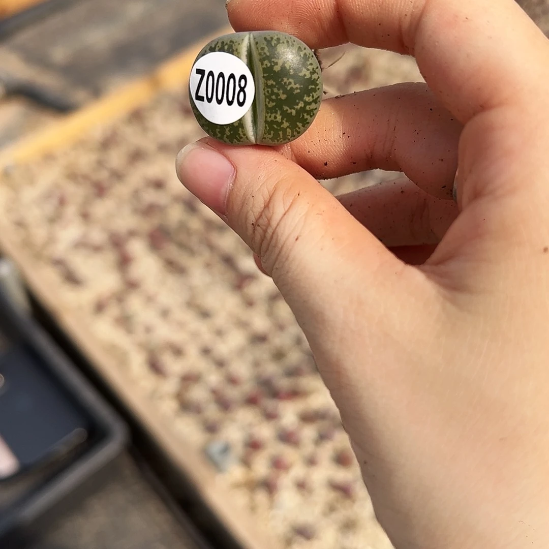 Z0008生石花c135多肉植物