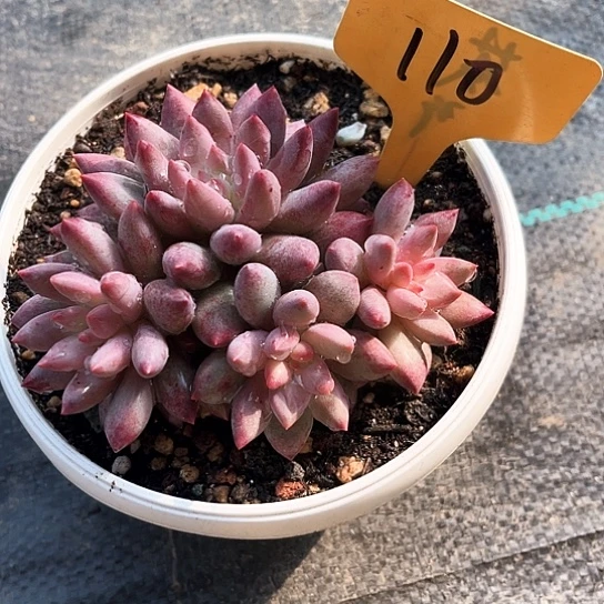 车厘子110号码牌子的