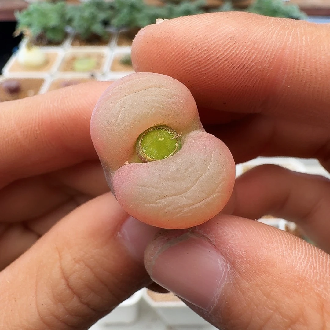 多肉植物福利肉锥果冻毛213