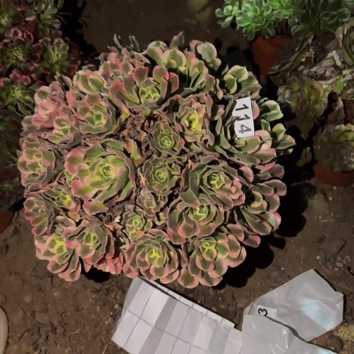 114白凤多肉植物不售后