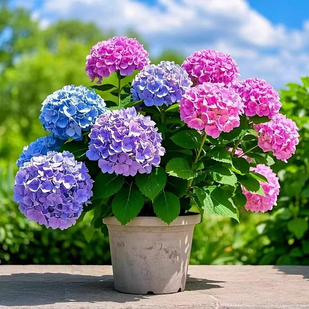 【魔幻狂想曲】一加仑绣球花苗阳台盆栽庭院花卉植物