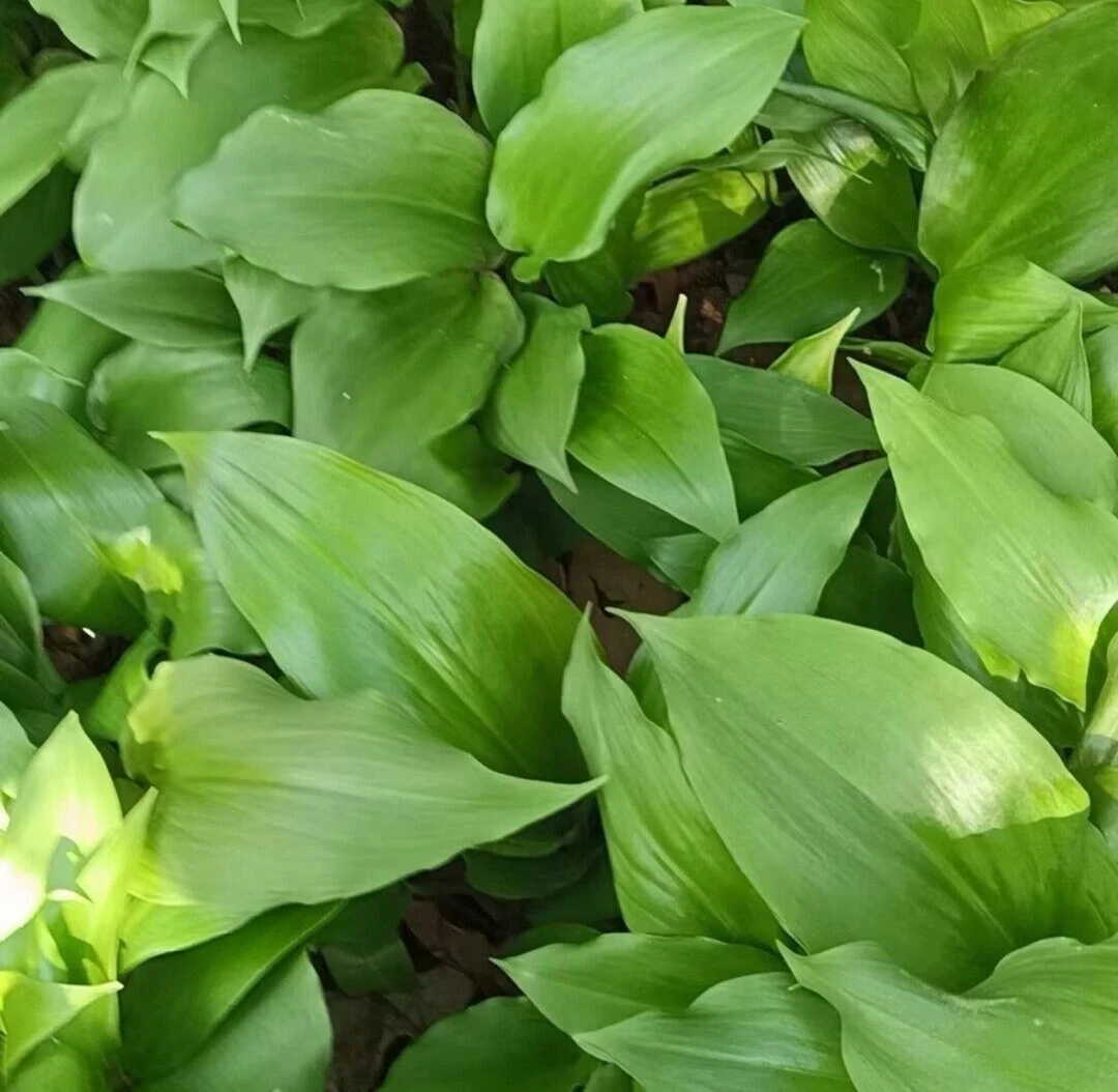【山葱种子】山葱种子四季种植盆栽