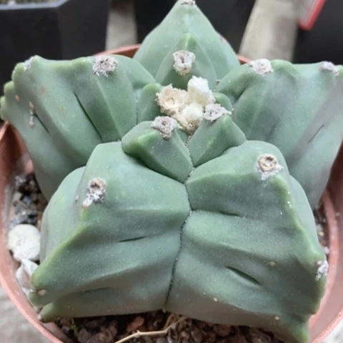 五角龟甲仙人球20米仙人球