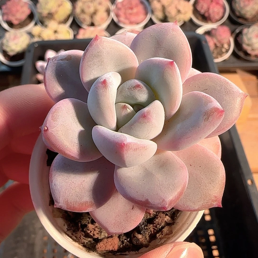 多肉1207-33福利福利