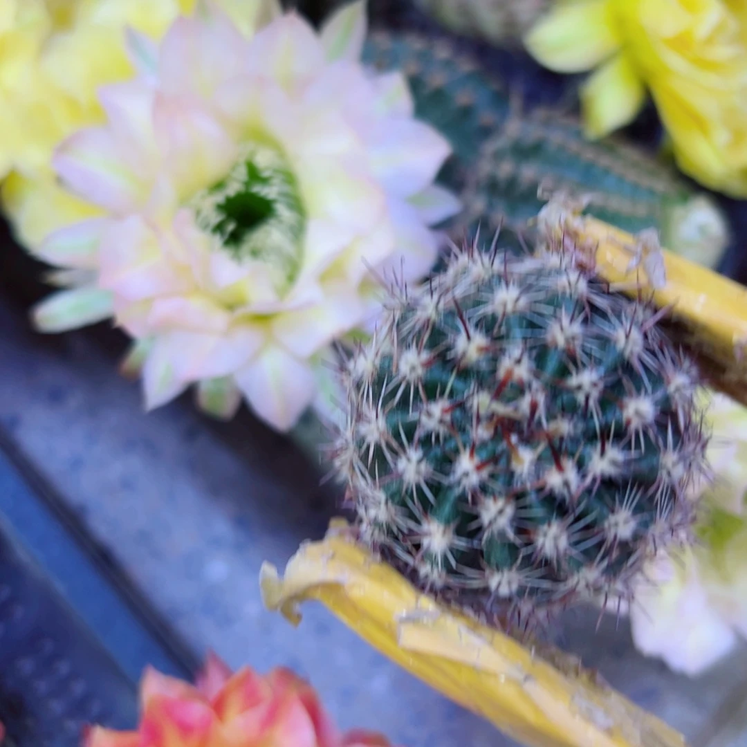 下25彩草28 歪无根侧芽4公分左右20包邮