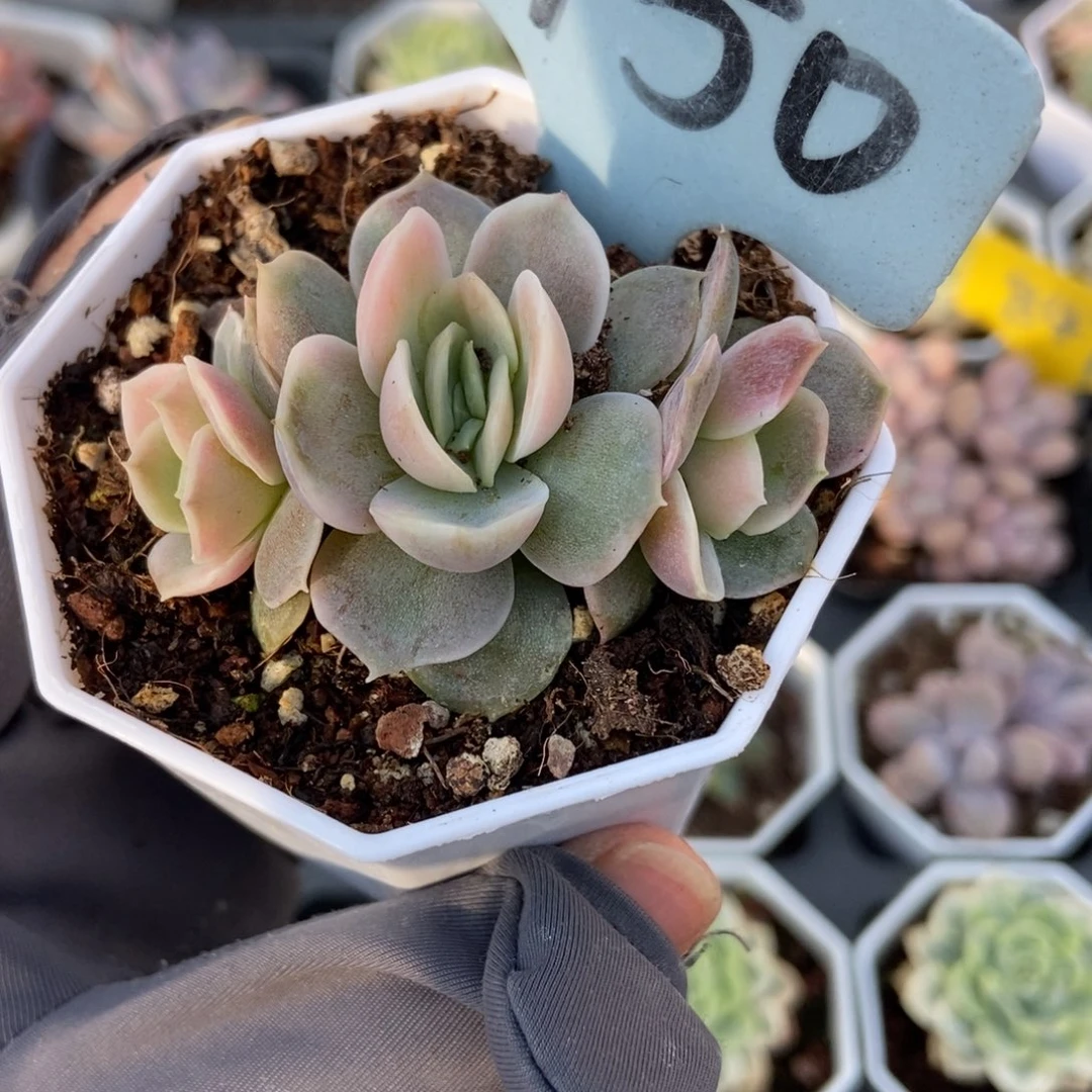 2150蓝色惊喜锦多肉