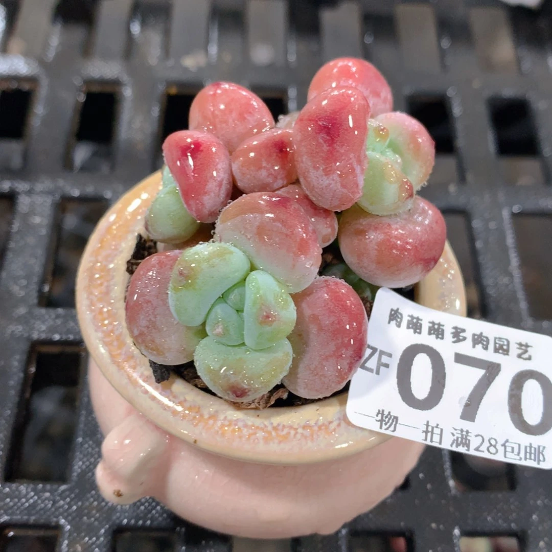 肉萌萌拇指盆精控多肉ZF070
