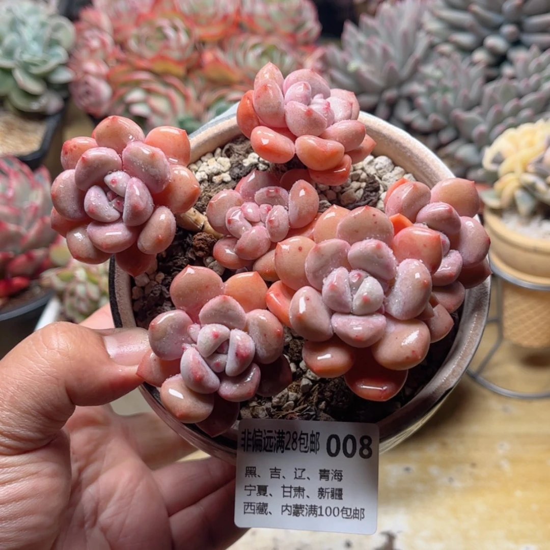 【闪购商品】008花斑鹿