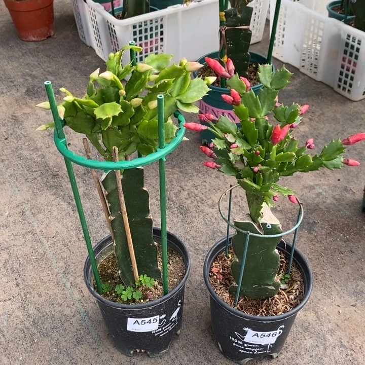 大部分花苞少量开放一**花545，546