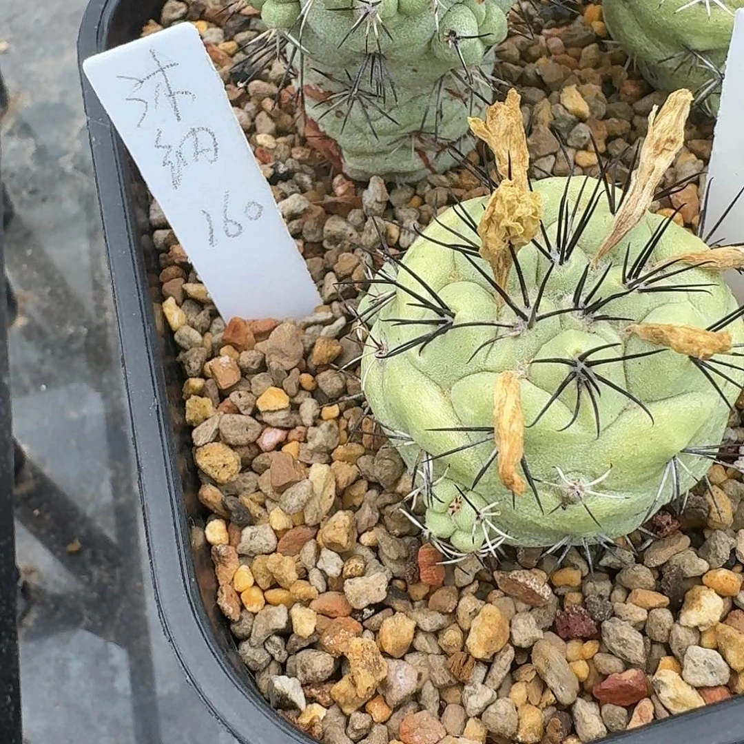 沐*花花花花花花花花花