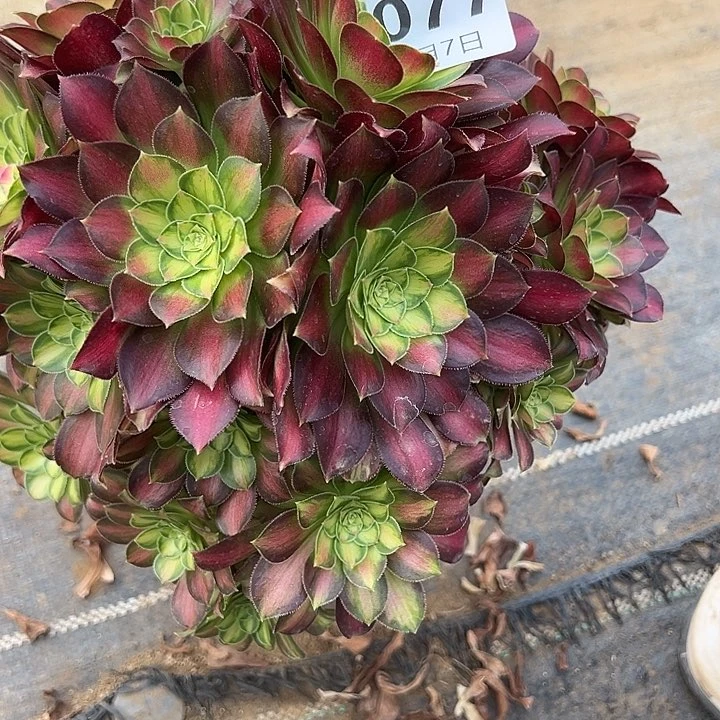 3.7-77韶华多肉植物