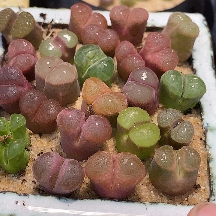 编号好风铃一颗