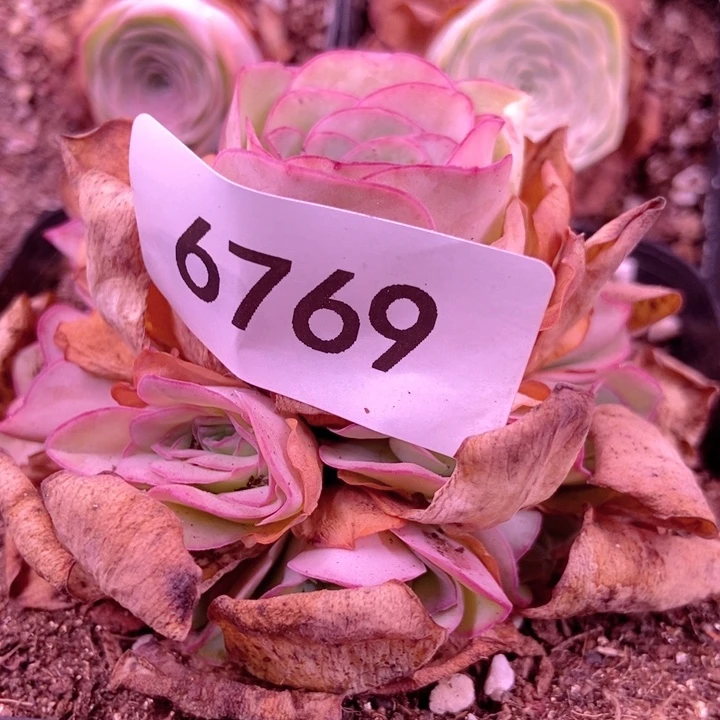 6769山地玫瑰花群