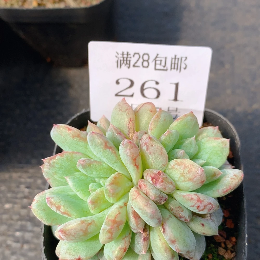 【闪购商品】云261石斑