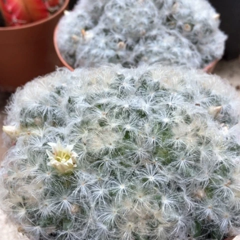 两盆白星仙人球15米香入味