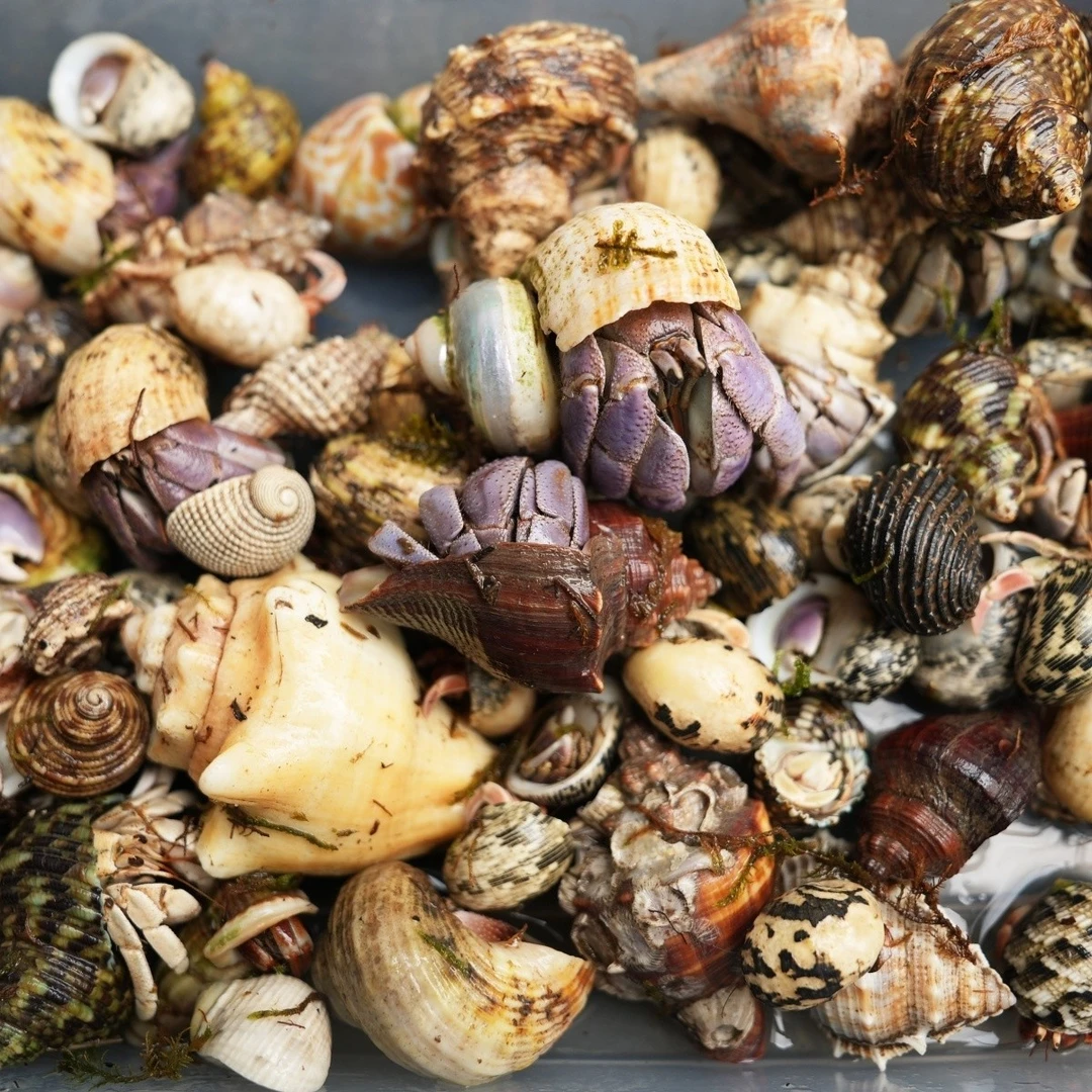 萌宠寄居蟹迷你豆精选发货