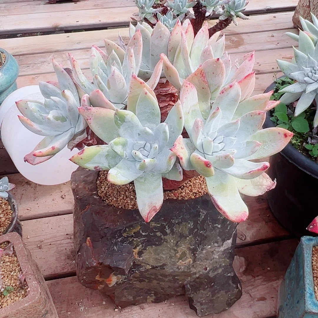 9205多头雪山仙女杯多肉