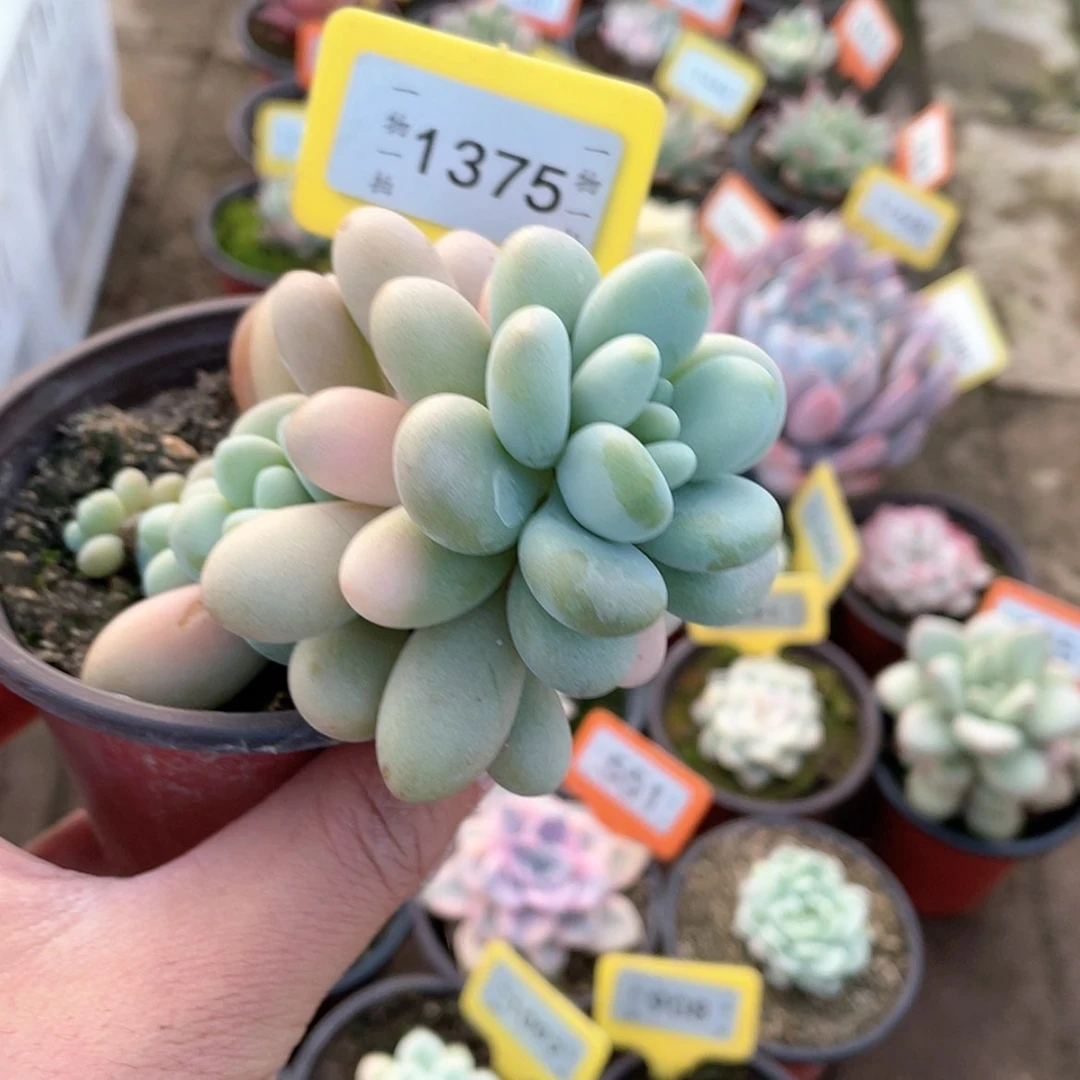 【闪购商品】1375号