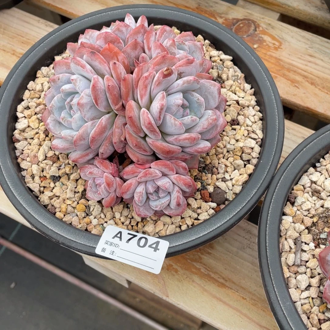 胖****A704静好多肉园艺