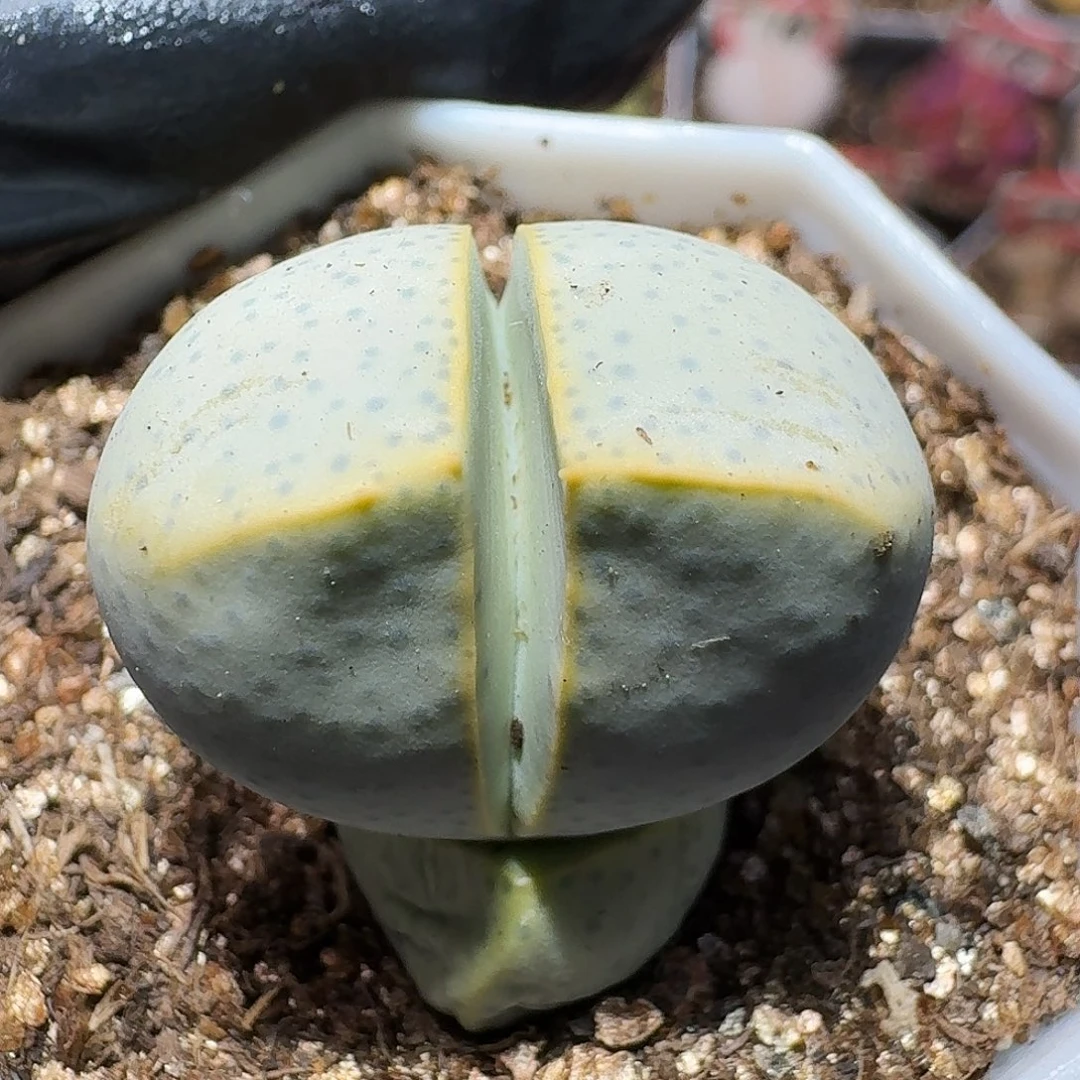 生石花等111111111。  173