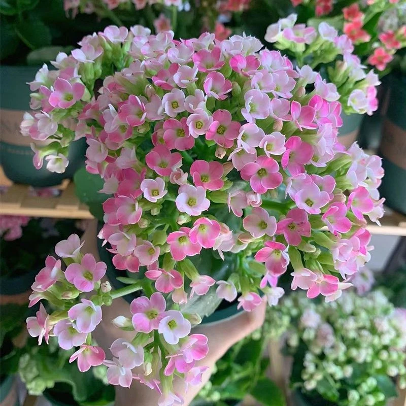 长寿花室内花卉盆栽植物室外易活花小苗四季庭院播种易活爆棚