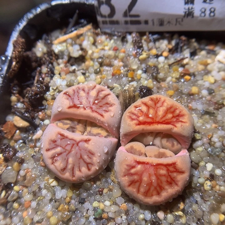 精品生石花220.82