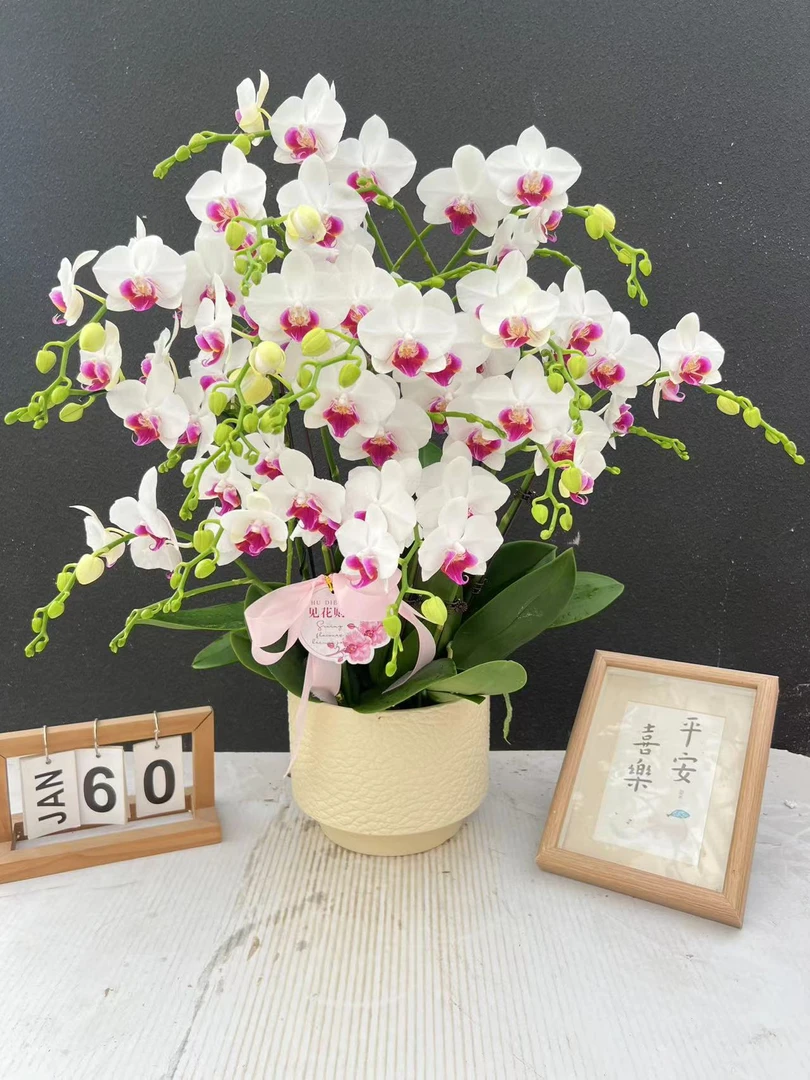 简香《春意》鲜花高端蝴蝶兰艺术组盆鲜花摆设送礼高端花卉