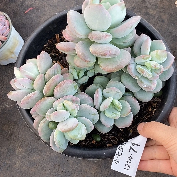 昼夜星河71 小七夕多肉