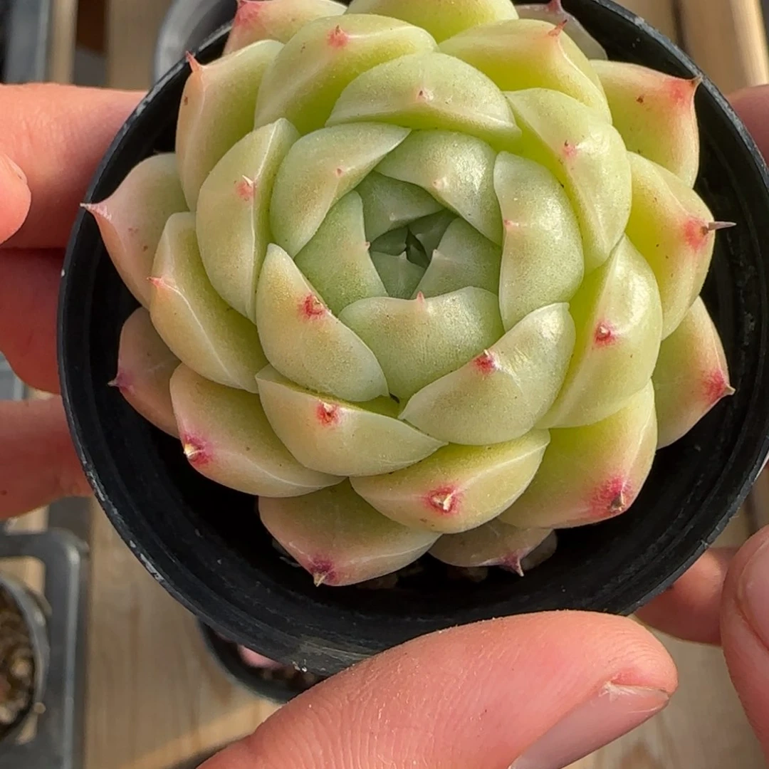 一物一拍麦秆珍妮04101