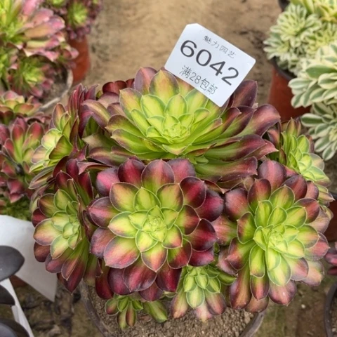 韶华多肉多肉6042