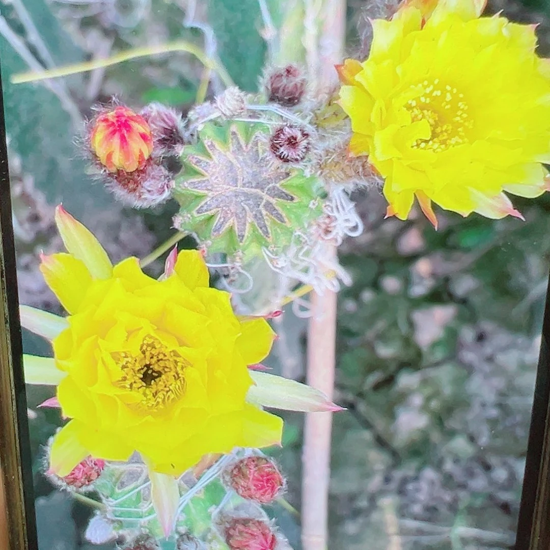 丽花 烛光 侧芽 000