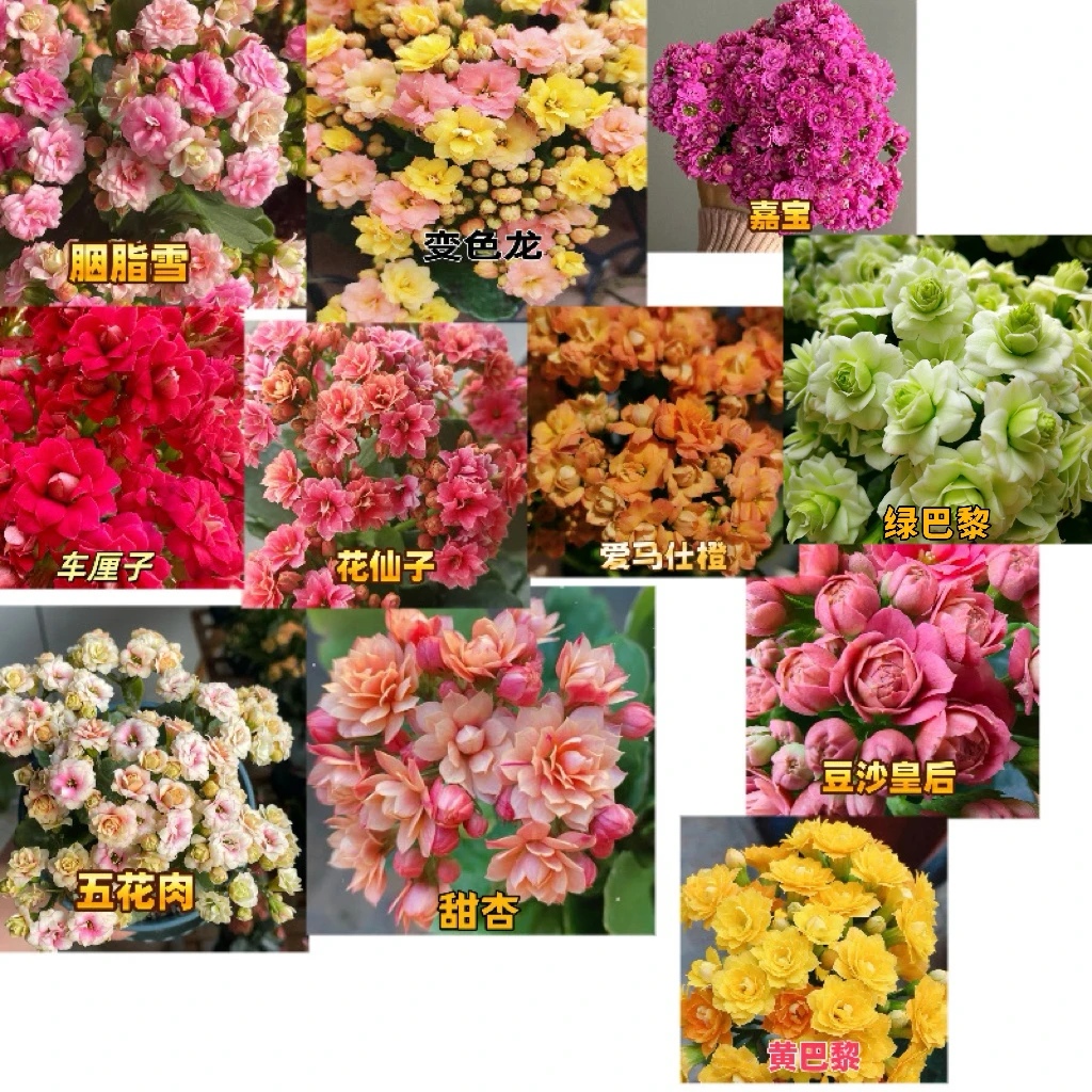 长寿小苗11颗11品种