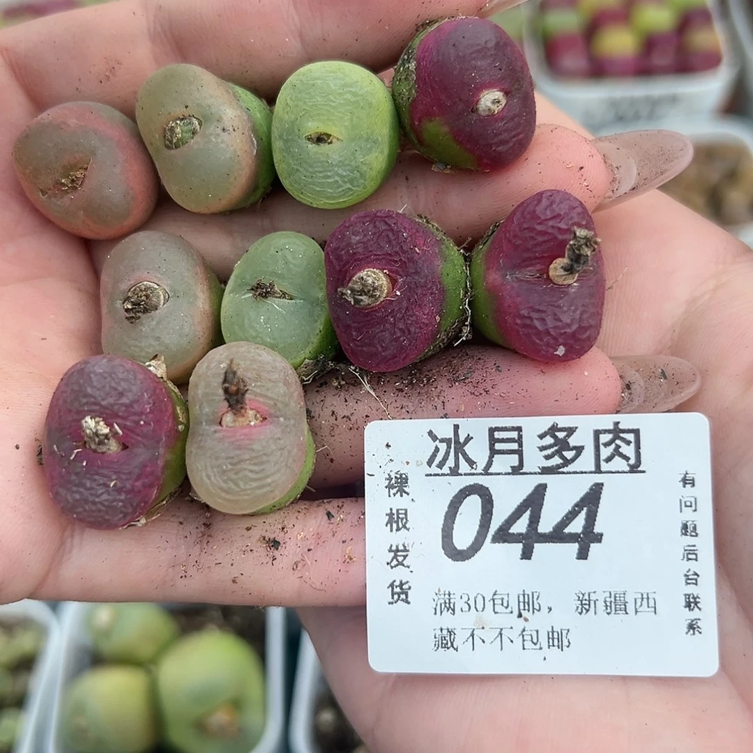 044毛汉尼裸根发货