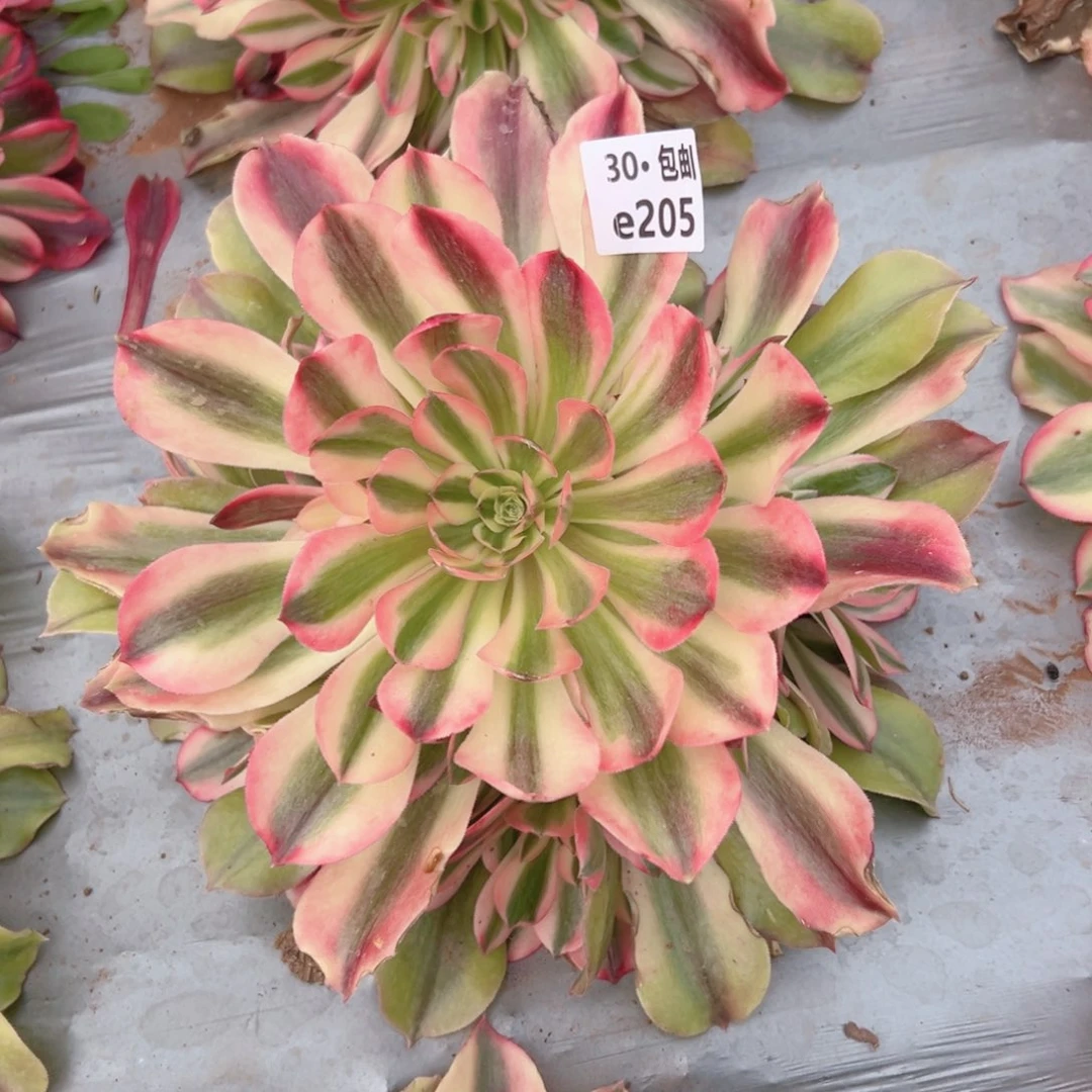 205红秀多肉法师