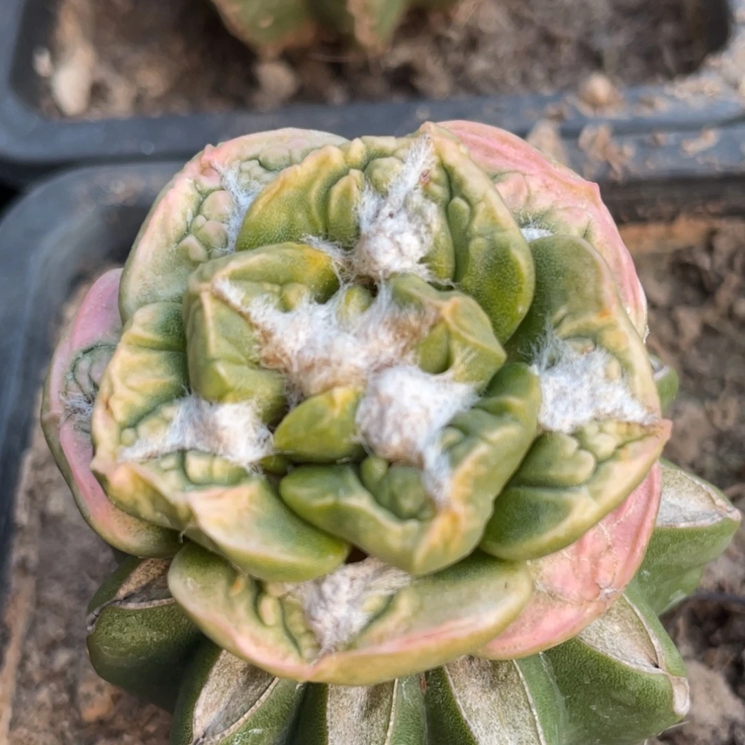 全部花朵丸叶大犹锦