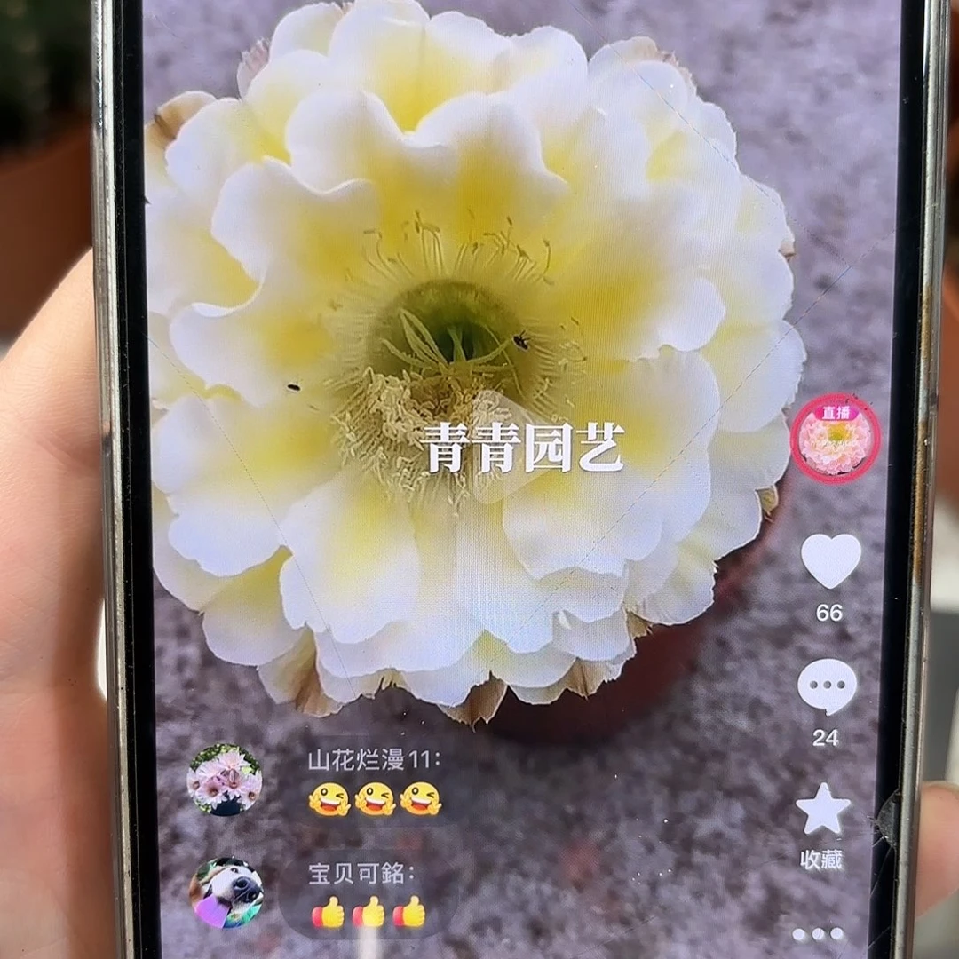彩草心形黄白5.5公分带崽