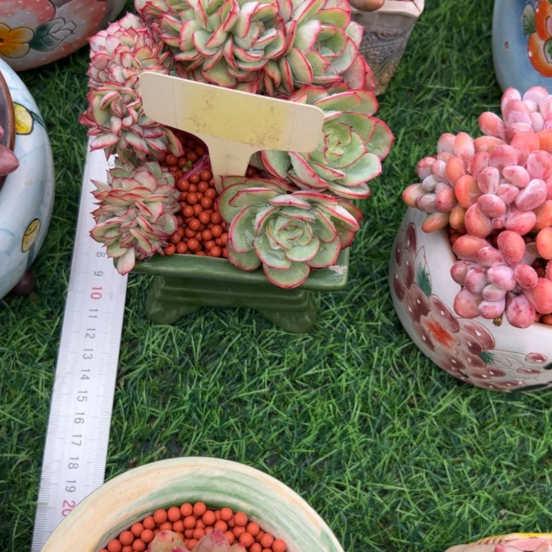 1***e牡丹亭缀多肉植物