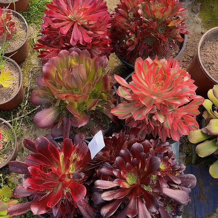 法师锦多肉组合208