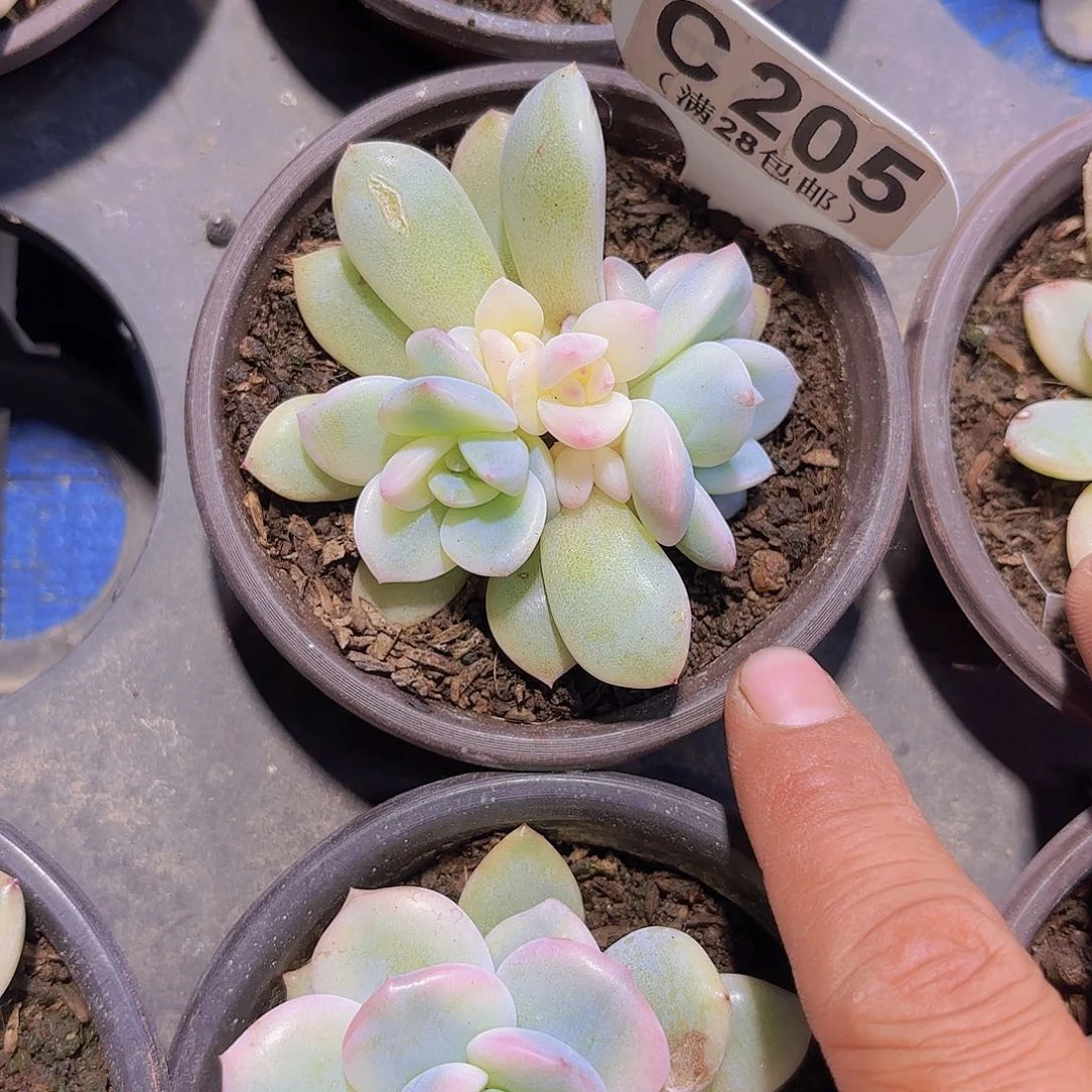 C205橙子锦一物一拍