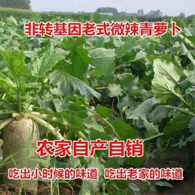 青萝卜新鲜现挖老式微辣微甜青皮萝卜9斤火锅食材非水果沙窝萝卜M