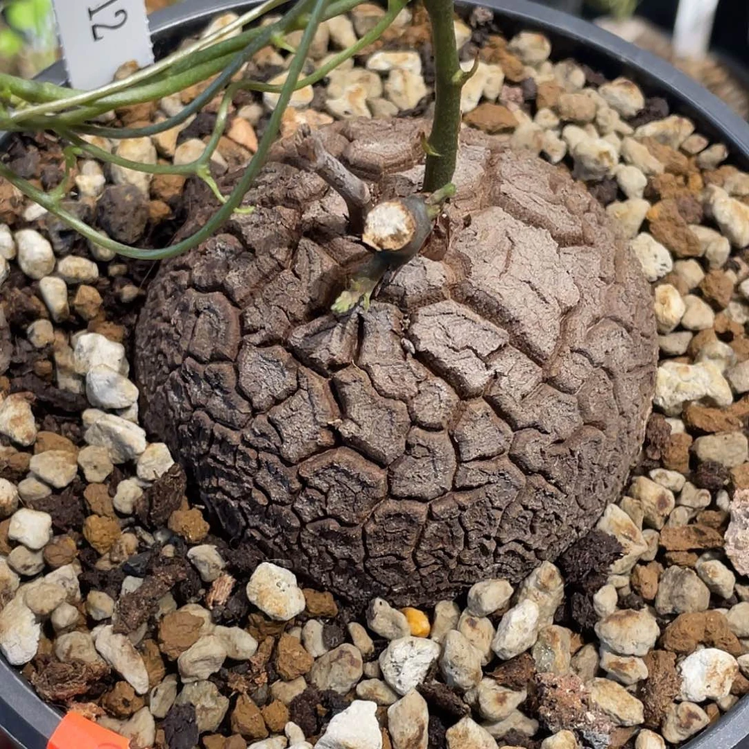 912盆栽龟不退不换