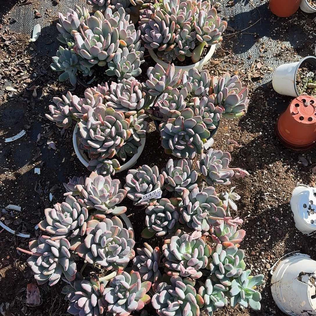 小***运0472号包邮的时候我就在想