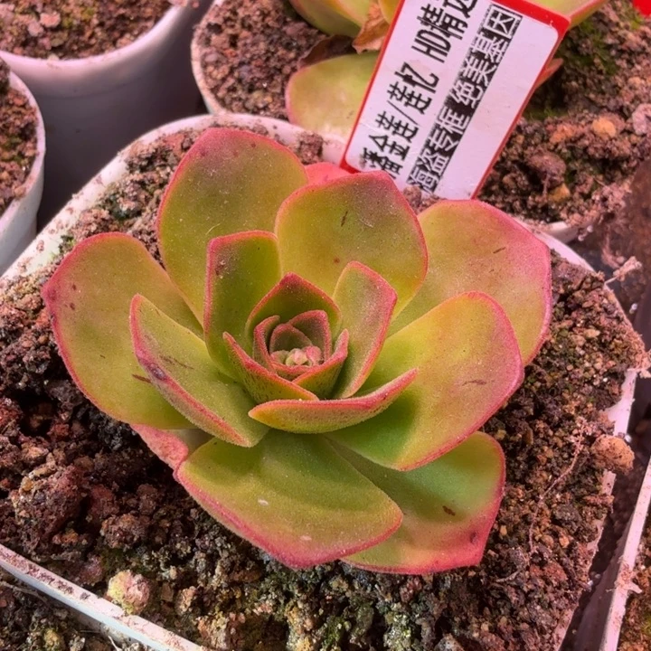 HD803  潘金莲  上播福利