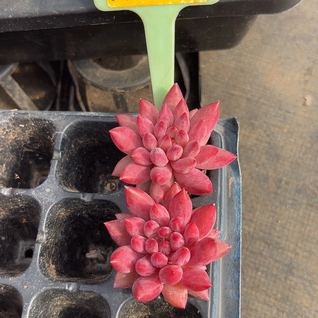 云尘多肉一物一拍 1255,