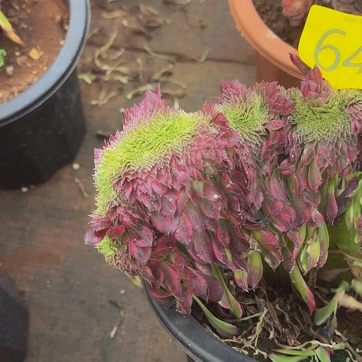 多肉植物福利来645