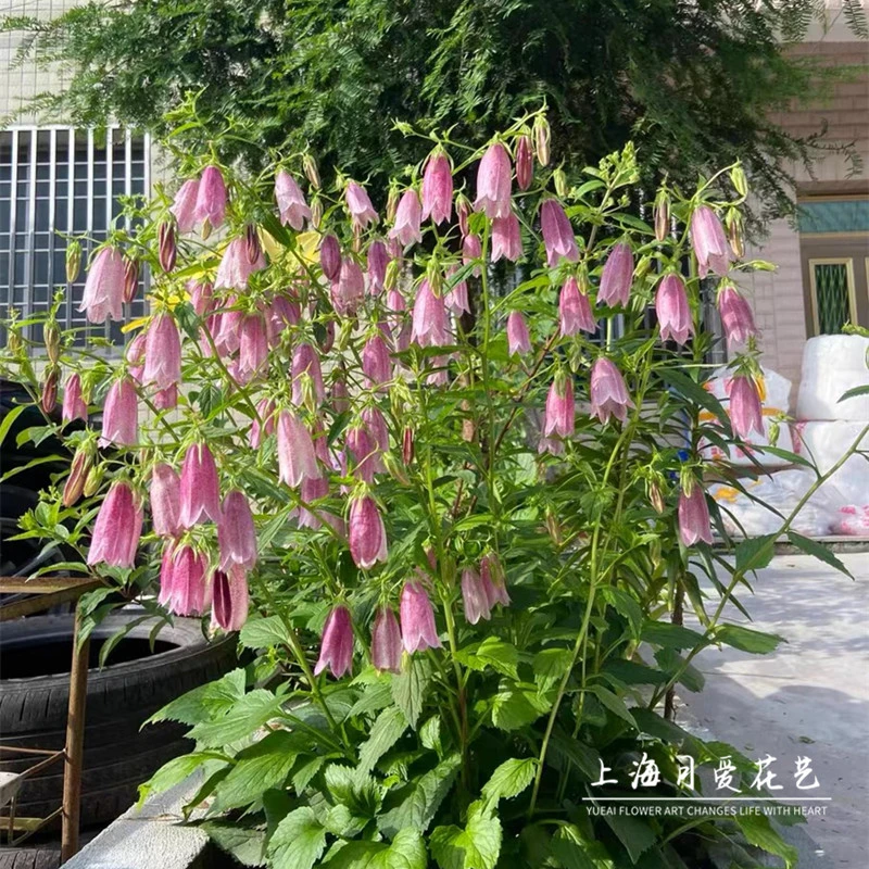 紫斑风铃草盆栽庭院阳台花园多年生宿根爆盆花卉易养护