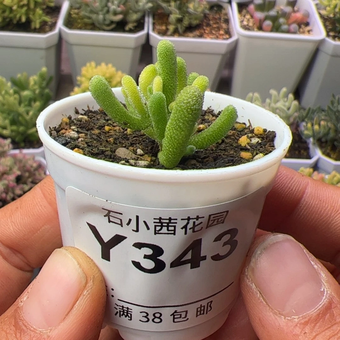 炸多肉植物小星星黄化锦