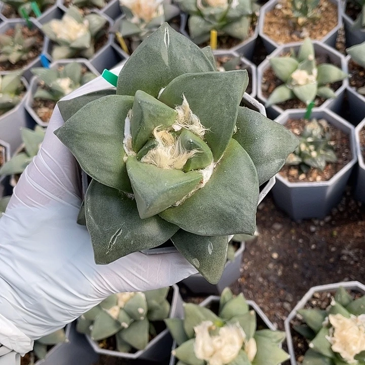 实生牛舌福利特价